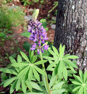 Relax in Maine at the Castine Inn.